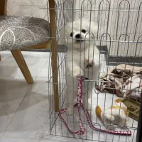 سگ/میکس شیتزو و مالتیز/حدود سه ماه