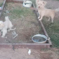 سگ پشمالو|سگ|ریگان, |دیوار