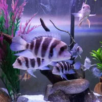 ماهی فرانتوزا