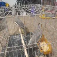 یک جفت عروس هلندی نر ماده قشنگ