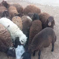 بره نر و ماده|حیوانات مزرعه|مهاجران, |دیوار