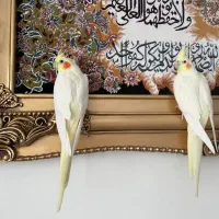 عروس هلندی لوتینو