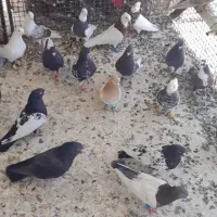 کبوتر بهبهانی فوق زرنگ فیروزآباد