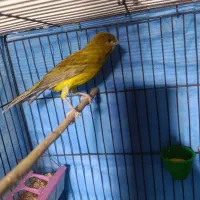 قناری نر مست مست بخون