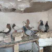 درهم|پرنده|خواف, |دیوار