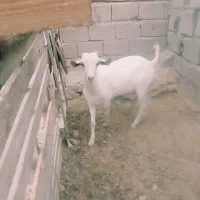 نری برای قربانی