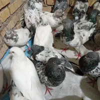 کبوتر پروندنی شیخی  درشادگان