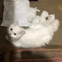 گربه پرشین کلاسیک چشم ابی