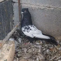 کفتر|پرنده|کوار, |دیوار