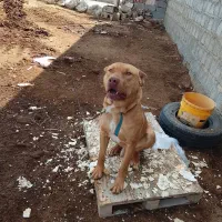 سگ پیت بول اصل نر