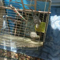 عروس هلندی|پرنده|فولادشهر, C5|دیوار