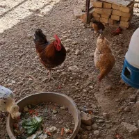 خروس محلی