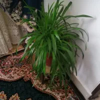 گل و گیاه|گل و گیاه طبیعی|دهگلان, |دیوار