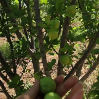 فروش-باغ
