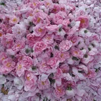 گل محمدی|گل و گیاه طبیعی|اسدآباد, |دیوار
