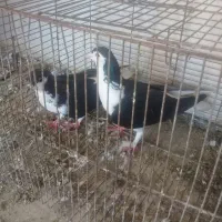 جفت ساده عروسک بدون غلط|پرنده|گرگان, |دیوار