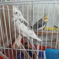 یه جفت عروس هلندی نژاد دار وجوان