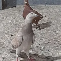 کبوتر|پرنده|قم, نخودی|دیوار