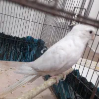 عروس هلندی سفید بندر کنگ