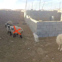 بره|حیوانات مزرعه|درمیان, |دیوار