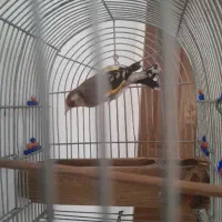 فروش یامعاوضه سهره دورگ|پرنده|شیراز, تاچارا|دیوار