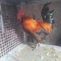 خروس و دوتک چهار ماه