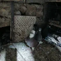 کبوتر پلاکی