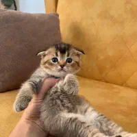 واگذاری گربه اسکاتیش بریتیش