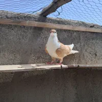 ماده کلاغ دم زرد