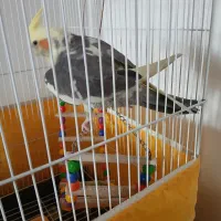 ۲ عدد عروس هلندی جوان|پرنده|ری, شهادت|دیوار