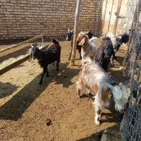 کهره نر چاق|حیوانات مزرعه|مرودشت, نقش رستم|دیوار
