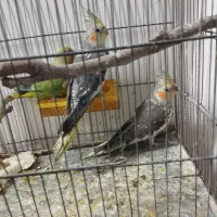 قبول واگذاری تمامی پرندگان مریض و سالم