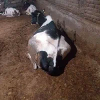 گاو شیری با گوساله نر سیمینتال دو ماهه بهر گرفته
