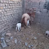 دوعدد بز  شیری