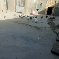 کبوتر دمگیر تهرانی پلاکی