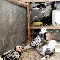 کبوتر پر و فیت گلچین