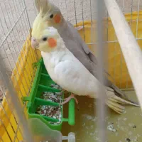 عروس هلندی|پرنده|مسجد سلیمان, |دیوار