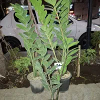 گل وگیاه طبیعی|گل و گیاه طبیعی|مشهد, هنرور|دیوار