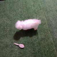 سگ پامر خرسی و پامر روباهی|سگ|فردوسیه, |دیوار