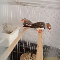 یک جفت فنچ|پرنده|کرج, حسن آباد|دیوار