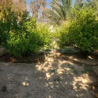 اجاره باغچه باغ زیبا،با درختان بزرگ