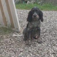 سگ شکاری سیتر فرانسه آموزش دیده چهارماه نر|سگ|رشت, حومه رشت|دیوار