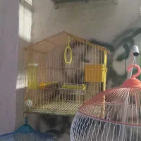 مرغ عشق|پرنده|خمینیشهر, |دیوار