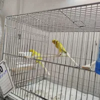 قناری مولد|پرنده|حمیدیا, |دیوار