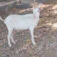 بز سانن نژاد دار