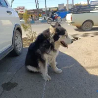 هاسکی اصیل درشت مو بلند