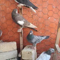 ماده رنگی|پرنده|شیراز, گل سرخ|دیوار