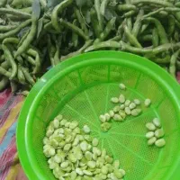 باقالا تازه