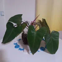 قلمه گل فیلودندرون گوش گرگی