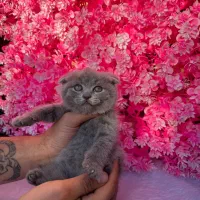 گربه رنگ خاکستری نژاد اسکاتیش فلد|گربه|آمل, |دیوار